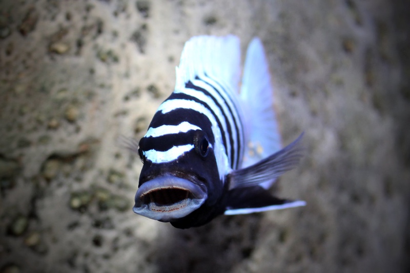 Maylandia zebra 'Thumbi West Island'